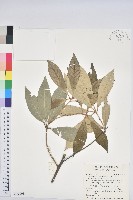 嶺南青剛櫟、嶺南椆藏品圖，第1張