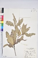 杏葉石櫟、校栗、校櫟藏品圖，第1張