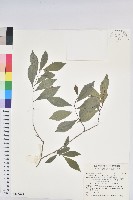 南仁五月茶藏品圖，第1張