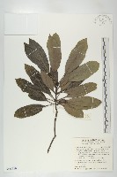 奧氏虎皮楠藏品圖，第1張