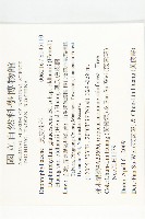 奧氏虎皮楠藏品圖，第2張