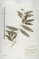 軟毛柿藏品圖，第1張