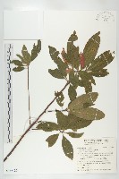 杜英、山杜英、蘭嶼杜英藏品圖，第1張