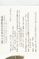 杜英、山杜英、蘭嶼杜英藏品圖，第2張