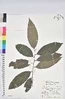 刺杜密藏品圖，第1張