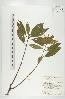 杜英、山杜英、蘭嶼杜英藏品圖，第1張