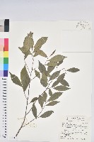 南仁五月茶藏品圖，第1張