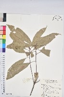 短尾葉石櫟、嶺南柯`東南石櫟藏品圖，第1張