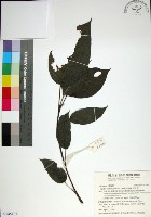 咬人狗藏品圖，第1張