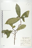 猴歡喜藏品圖，第1張