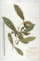 猴歡喜藏品圖，第1張