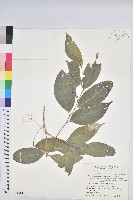 交力坪鐵色藏品圖，第1張