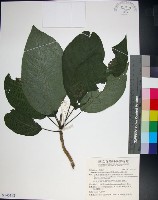 咬人狗藏品圖，第1張