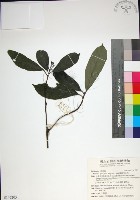 薄葉玉心花藏品圖，第1張