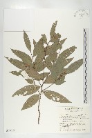 軟毛柿藏品圖，第1張