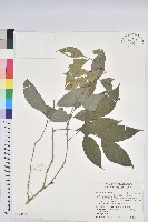 交力坪鐵色藏品圖，第1張