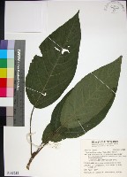 咬人狗藏品圖，第1張