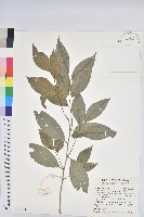 交力坪鐵色藏品圖，第1張