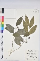 交力坪鐵色藏品圖，第1張