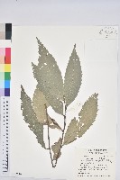 印度苦櫧藏品圖，第1張