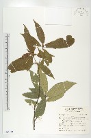 猴歡喜藏品圖，第1張