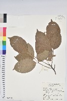 茄苳、重陽木藏品圖，第1張