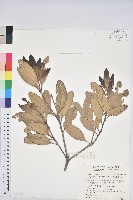 台灣石櫟藏品圖，第1張