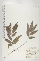 軟毛柿藏品圖，第1張