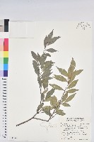 南仁五月茶藏品圖，第1張