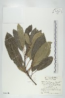 奧氏虎皮楠藏品圖，第1張