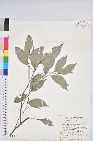 長尾尖葉櫧藏品圖，第1張