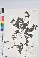 唐杜鵑、大屯杜鵑、中原氏杜鵑藏品圖，第1張