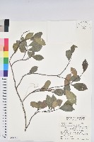 南仁五月茶藏品圖，第1張