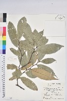 星刺栲、羅浮錐藏品圖，第1張