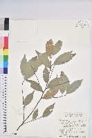 長尾尖葉櫧藏品圖，第1張