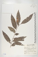 軟毛柿藏品圖，第1張