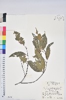 錐果櫟藏品圖，第1張