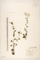 野牡丹藏品圖，第1張