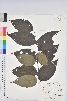 錫蘭饅頭果，香港饅頭果，大葉饅頭果，香港算盤子藏品圖，第1張