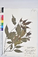 錐果櫟藏品圖，第1張