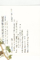 天花藏品圖，第2張