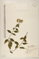 小舌菊、蔓綿菜藏品圖，第1張