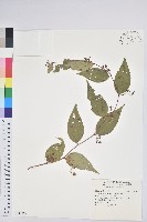 白珠樹藏品圖，第1張