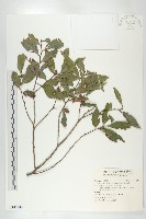 軟毛柿藏品圖，第1張