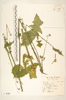 苦苣菜藏品圖，第1張