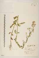 加拿大蓬藏品圖，第1張