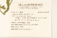 加拿大蓬藏品圖，第2張