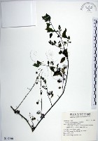 光果龍葵藏品圖，第1張