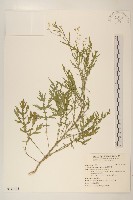 銀膠菊藏品圖，第1張