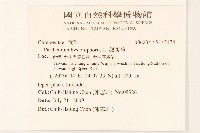 銀膠菊藏品圖，第2張